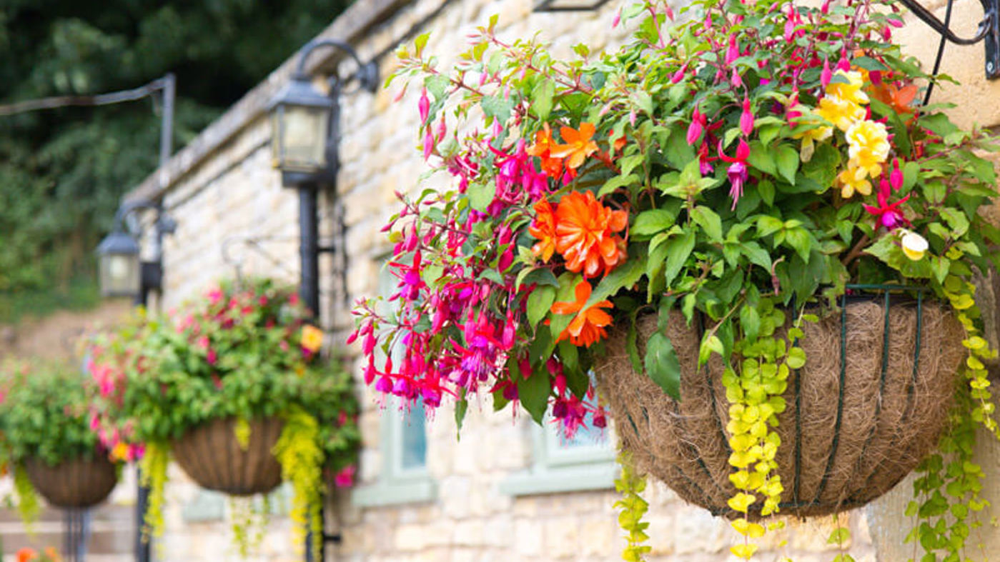 Phs Greenleaf Summer Hanging Baskets 1